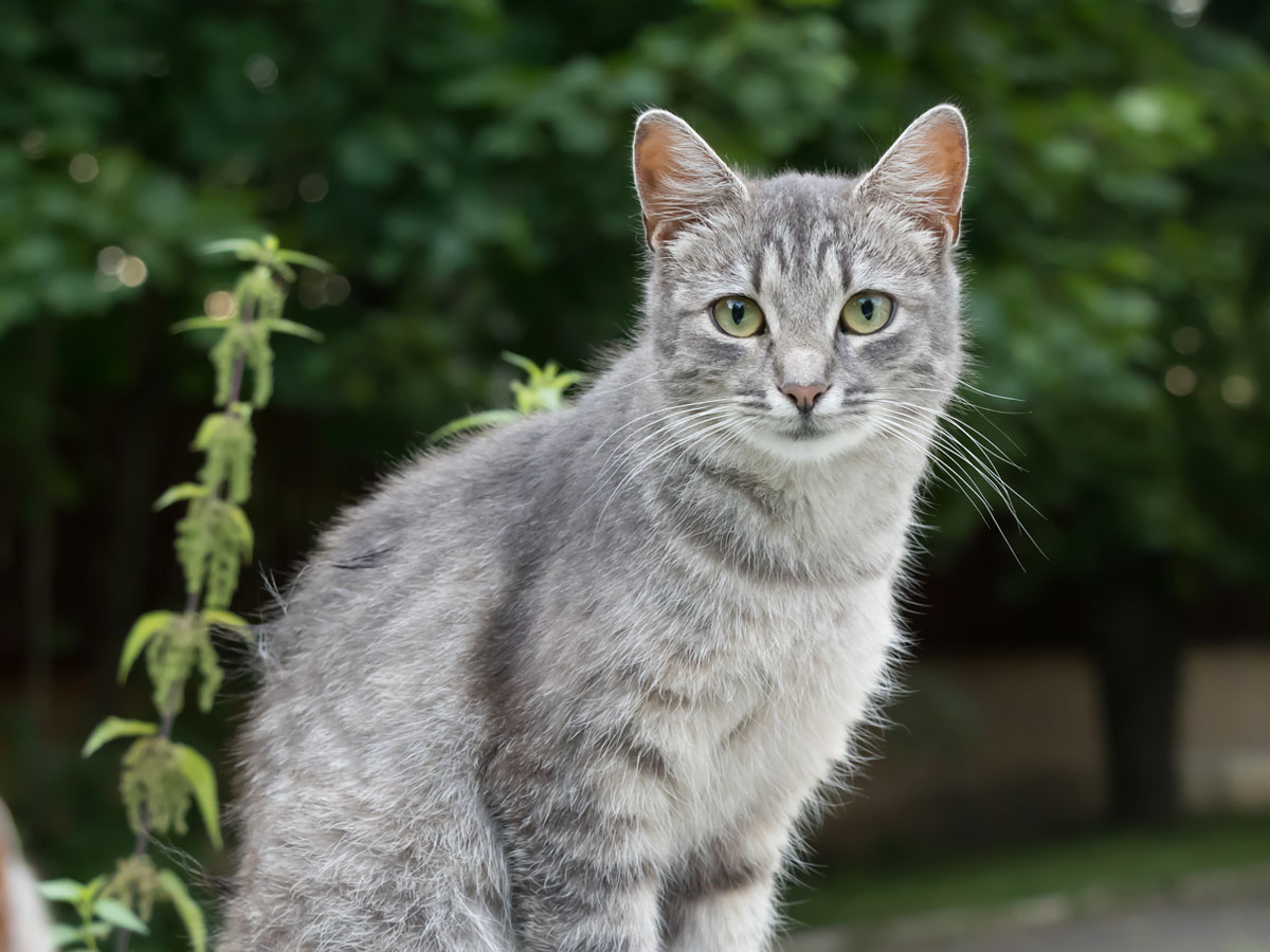 a-white-and-grey-cat-relaxes-outdoors
