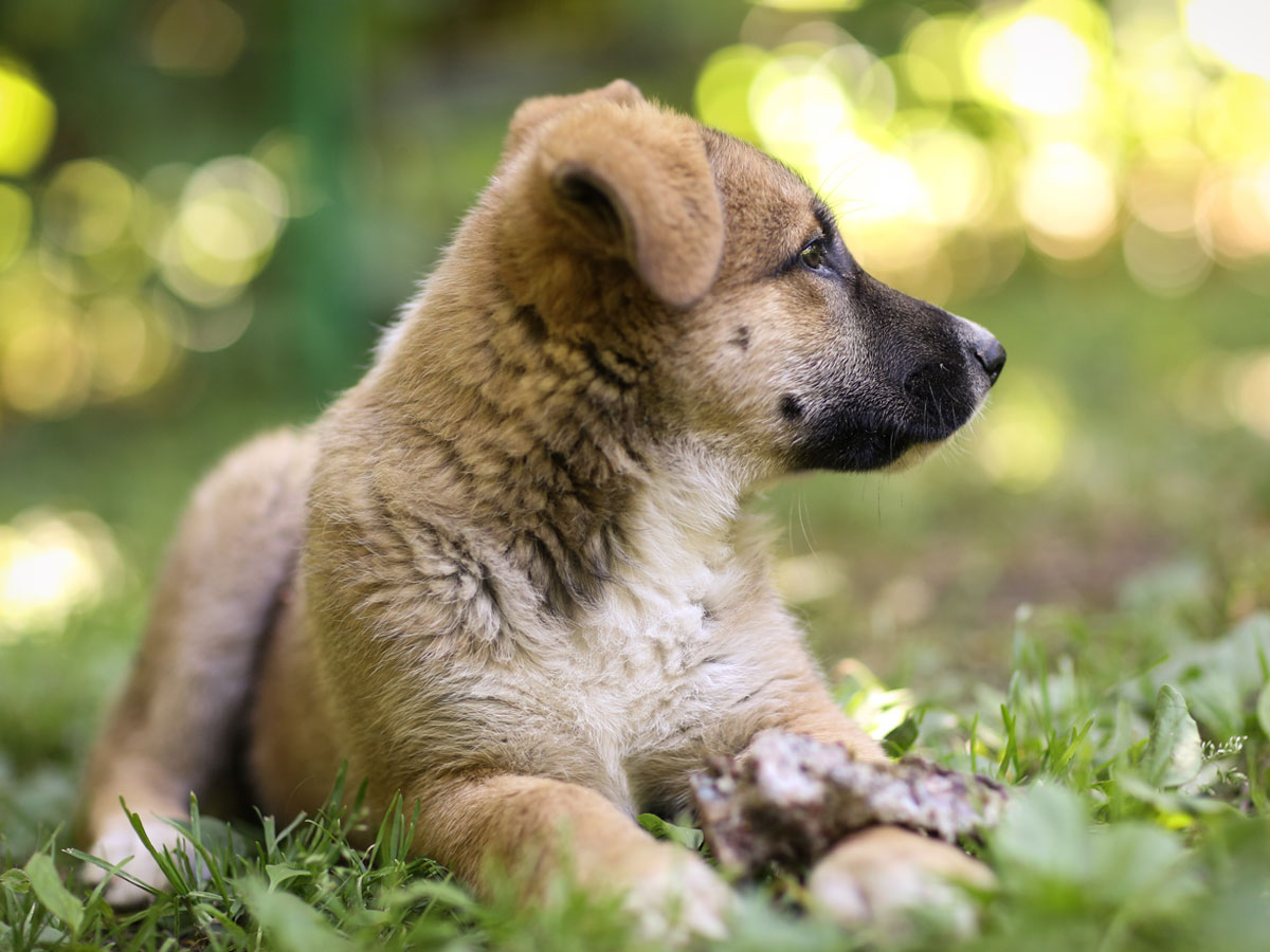 german-shepherd-puppy