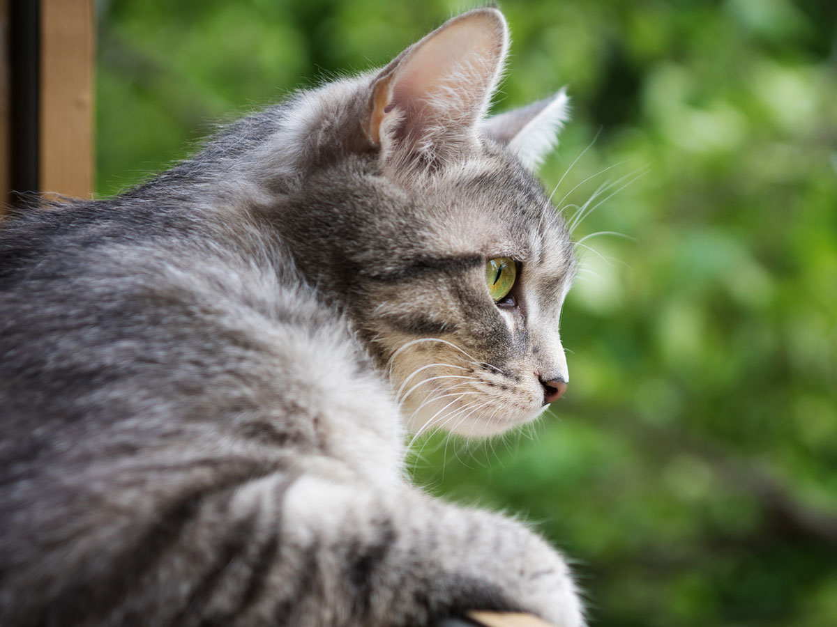 home-gray-fat-cat