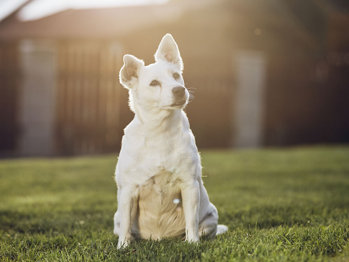 portrait-old-dog-on-back-yard