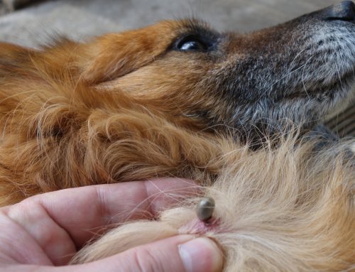 The Tick Risk: 5 Diseases Your Pet Can Catch from Ticks
